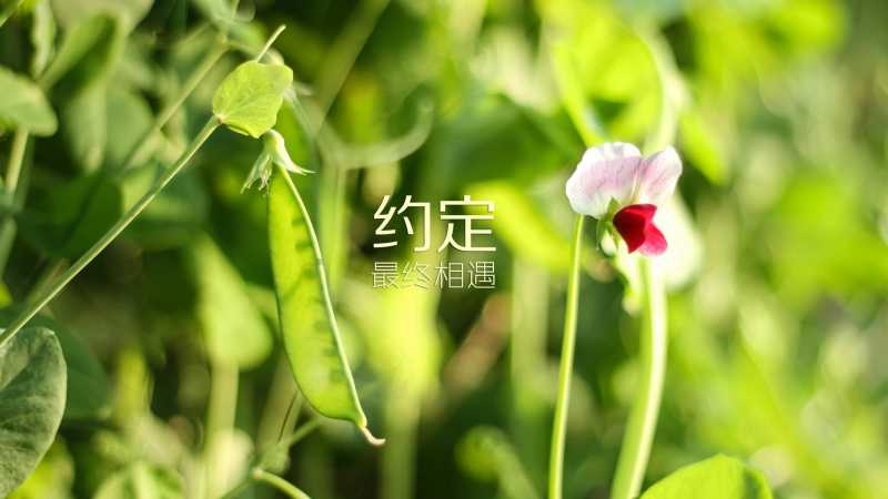 大吉之宅户型图有哪些特征 风水上最佳房子是什么样的