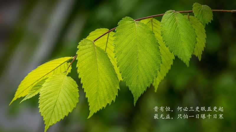 大门两侧种什么树吉祥 最旺宅的风水植物推荐