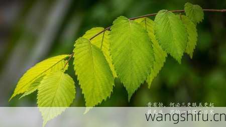 印度占星术中的改运观念?