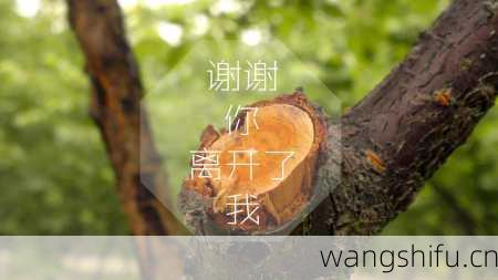 12月17日生日花语：线杉，12月17日是什么星座？