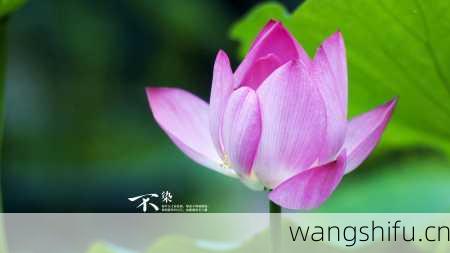 5月13日生日花语：康复力花，5月13日是什么星座？